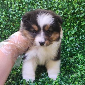 셔틀랜드쉽독분양 셀티분양 2개월령 모색 잘빠진 아이