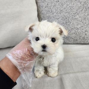 화이트말티푸분양 2개월령 모량 완전 많아요