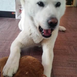 백억이를 찾었어요^^