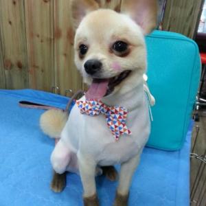 인천 주안 포메라니안 수컷을 애타게 찾고 있습니다.