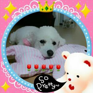 하얀색푸들 4살 암컷 (축복이)를 찾습니다