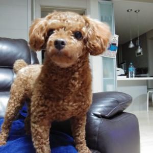 경기광명 광명5동 야산에서 푸들찾습니다.