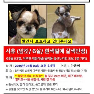 전북 남원시)시츄/여/목줄+인식표 미착용 강아지를 찾습니다.