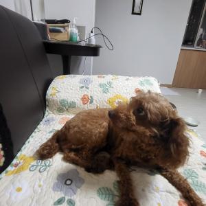 용문면 조좌랑길(용문사가기전) 강아지 찾습니다