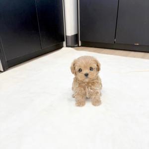 [ 60만원 ] 타이니크림말티푸분양 성견시 2키로대