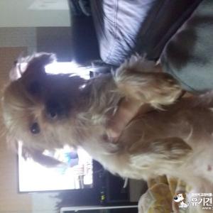 강아지를 찾습니다