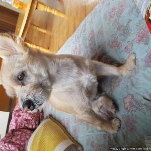 강아지 찾습니다 (믹스)