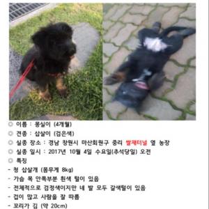 [삽살개] 강아지를 찾습니다