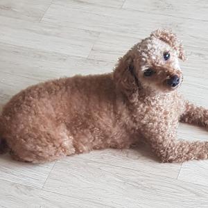 푸들 무료분양