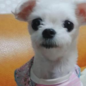 강아지를 찾습니다