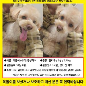 저희복돌이좀제발찾아주세요