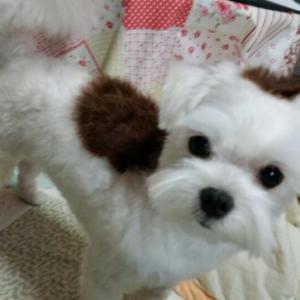 서울시.동작구.흑석동.말티여아를찾습니다.