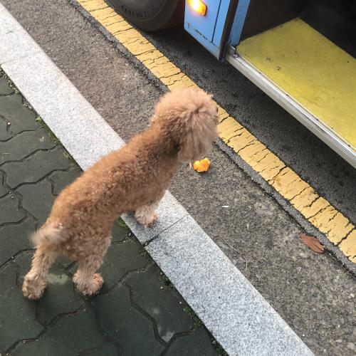 기장 정관 앞 떠돌이 갈색푸들 주인 찾습니다!!!
