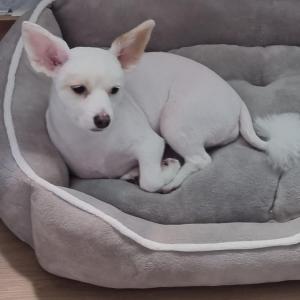 월곶교차로에서 잃어버린 강아지 찾습니다.