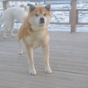 경기양주 시바견강아지를 찾아요