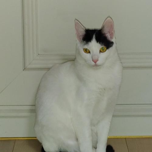 고양이2마리 분양합니다