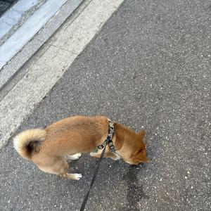 은평구 시바견 찾습니다