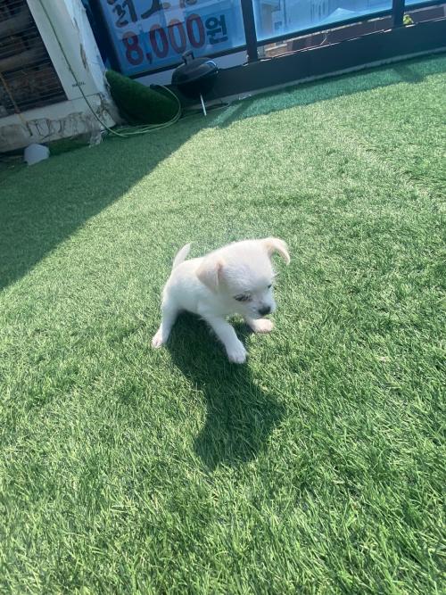 순이 분양합니다