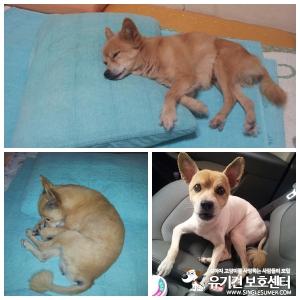 믹스견 복돌이를 찾습니다.