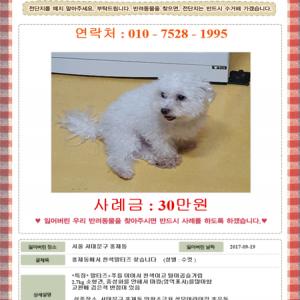 서울시 서대문구 홍제동* 말티푸*남아*찾습니다