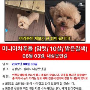 연한갈색토이푸들을 찾습니다.