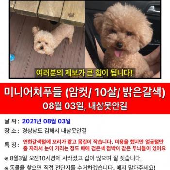 연한갈색토이푸들을 찾습니다.