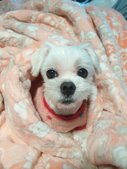 주인 찾았습니다. 파주 말티즈 남자아이 보호중입니다