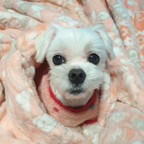 주인 찾았습니다. 파주 말티즈 남자아이 보호중입니다