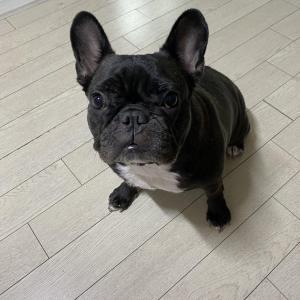 서울시 은평구 갈현동 블랙프렌치불독 꽃님이를찾습니다
