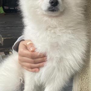 경남진주강아지주인찾습니다