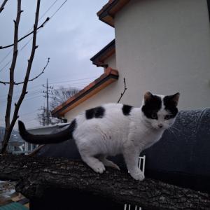 (원주) 길순이를 찾습니다.