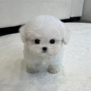 건강하고 순딩한 2개월 비숑프리제 소개합니다~~