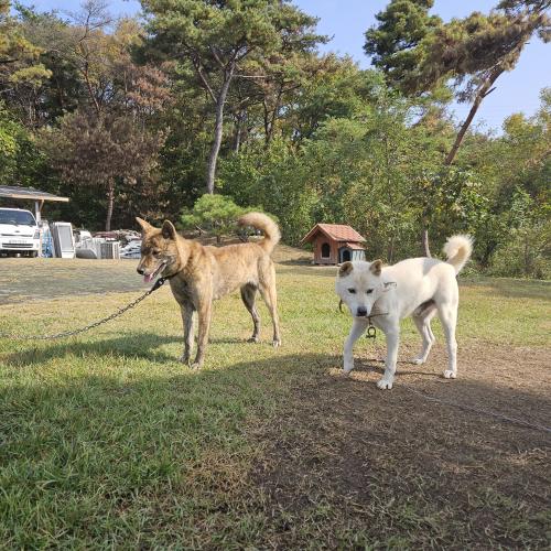 진도견 새끼 백구,호구 분양합니다