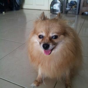 포메라니언 찾습니다.