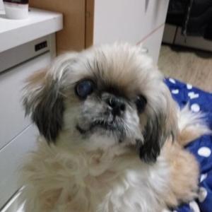 수원.시추.백내장.13살 우리똘를 애타게 찾습니다