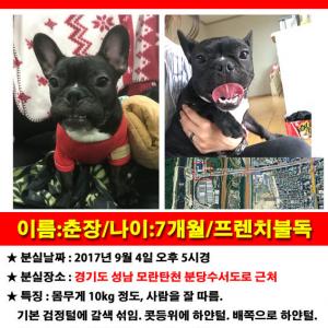 프렌치불독 춘장이를 찾습니다.