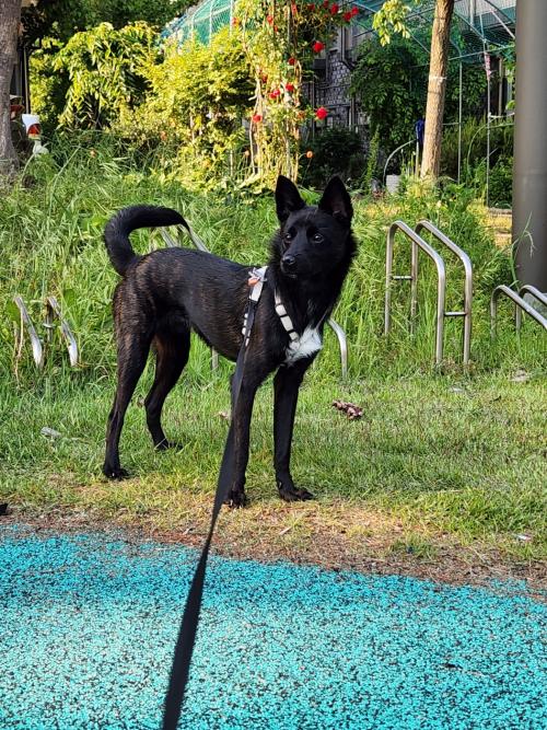 가을이를 분양합니다