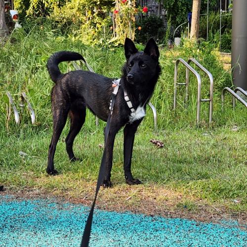 가을이를 분양합니다