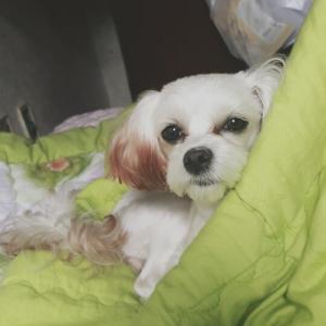 말티즈 여아 가지를찾습니다