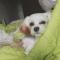말티즈 여아 가지를찾습니다