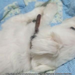 서울시 도봉구 창3동 덕릉로 60바길 32-5에서 수컷 말티즈를 찾습니다.