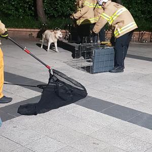 일산 백마마을에서 진돗개 목격했습니다