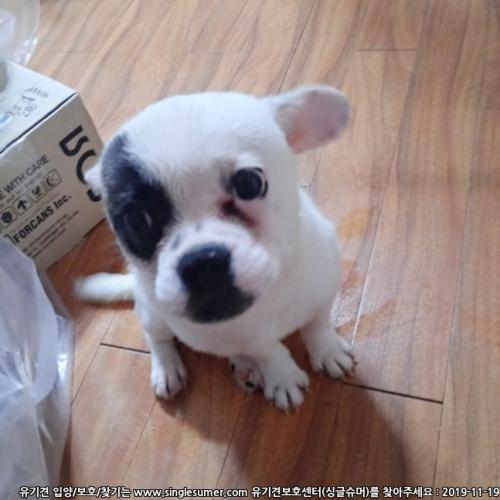 프렌치불독 믹스 5개월남아 분양합니다