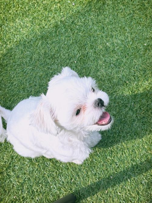 10개월 말티즈 남 예쁜마음으로 키워주실분