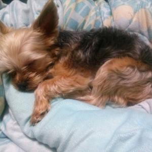 (유기견, 강아지 찾아요)요키 남아 찾아주세요..