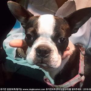 경주시 강아지를 보호하고있습니다