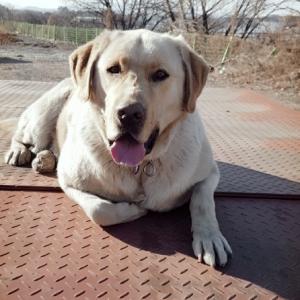 라브라도 리트리버 찾습니다