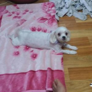 [서울 송파구 삼전동] 흰색 마르티즈 12살짜리 찾습니다 ㅜㅜ