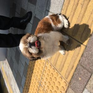 대구 시츄 주인분 찾습니다.