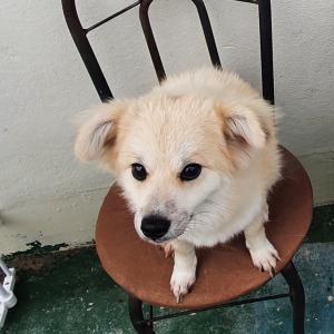 토평동에서 3달전에 잃어버렸습니다